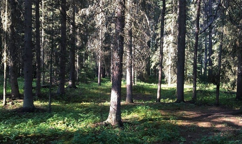 Johnston Canyon Campgrounds