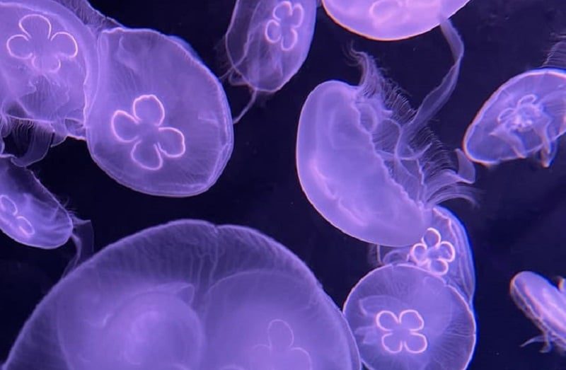Jellyfish-Iowa-Aquarium