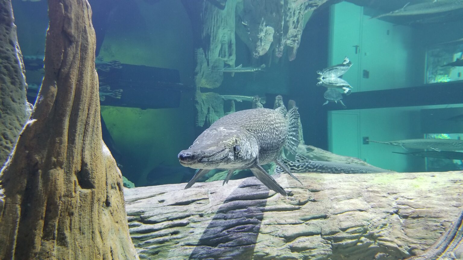 Aquariums in Iowa | Best Des Moines and Dubuque Aquarium Attractions