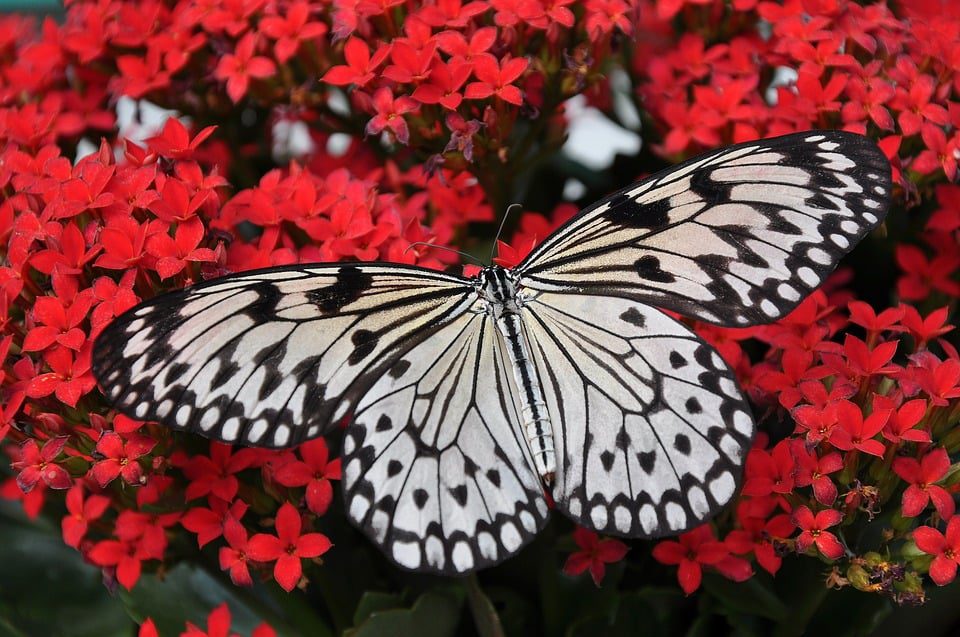 Butterfly World