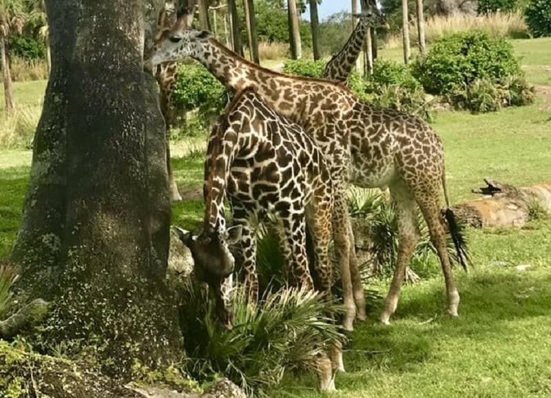 Disney's Animal Kingdom in Bay Lake