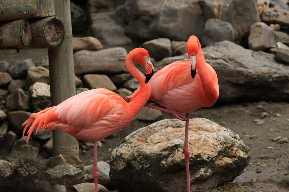 Flamingo Gardens