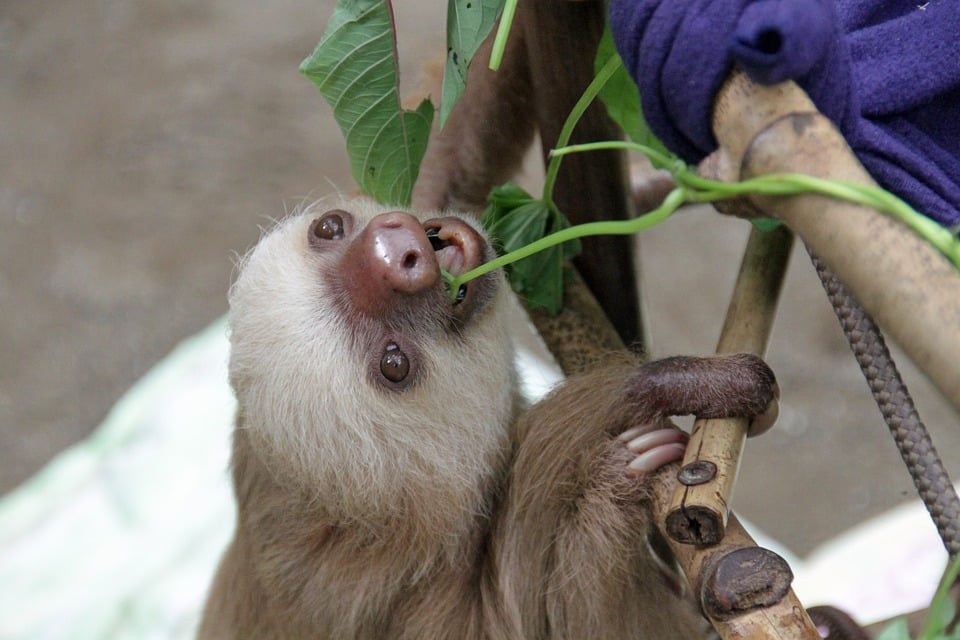 Gulf Breeze Zoo