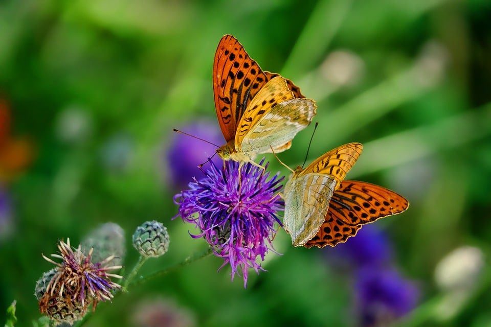 Key West Butterfly and Nature Conservatory