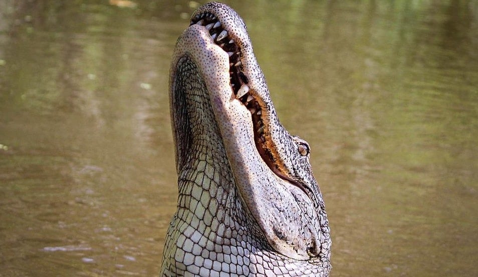 St. Augustine Alligator Farm Zoological Park