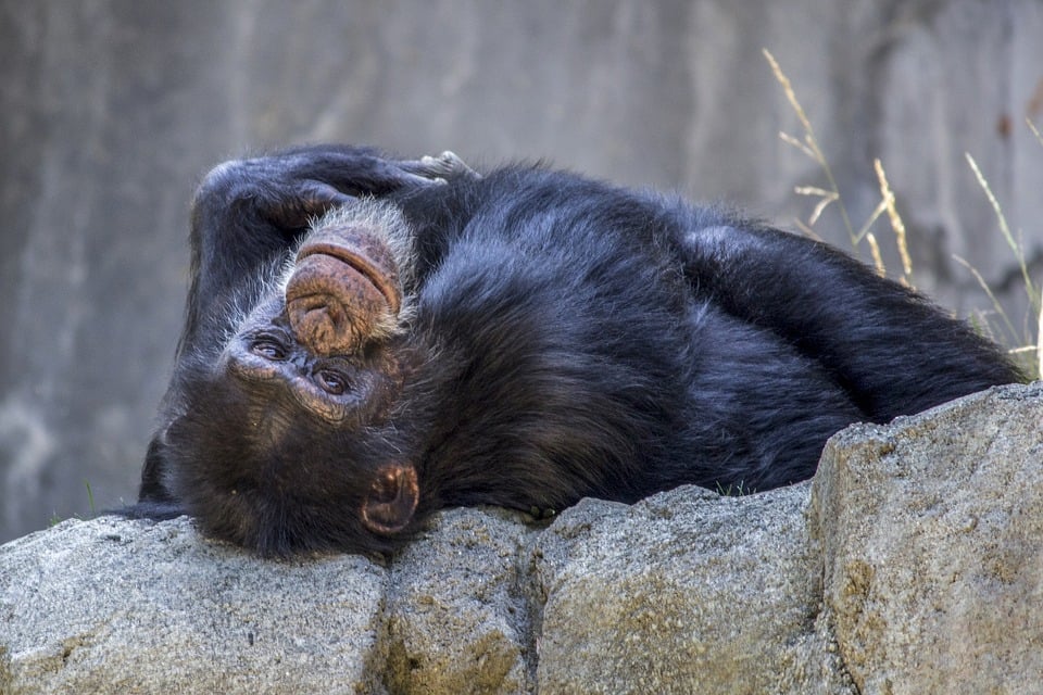 Suncoast Primate Sanctuary