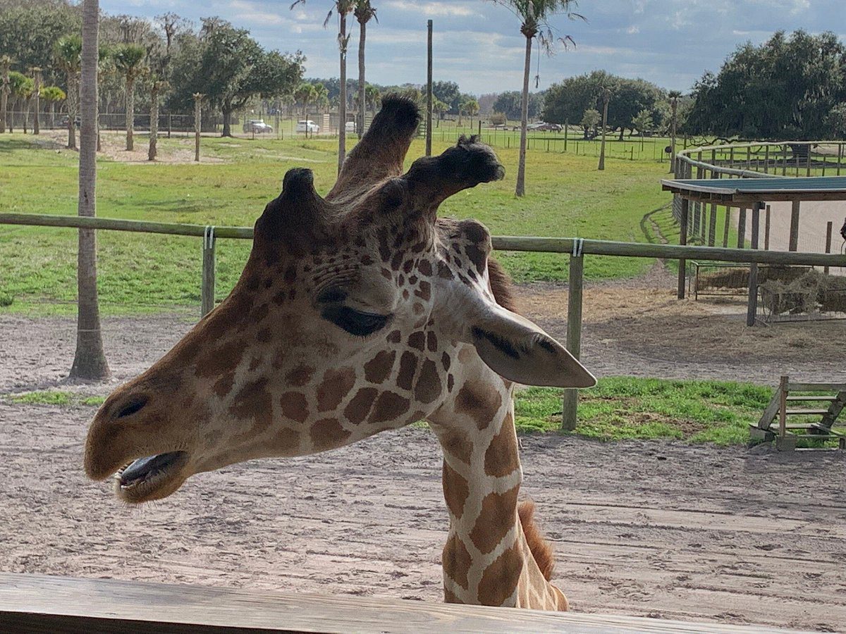 Wild Florida Drive-thru Safari Park