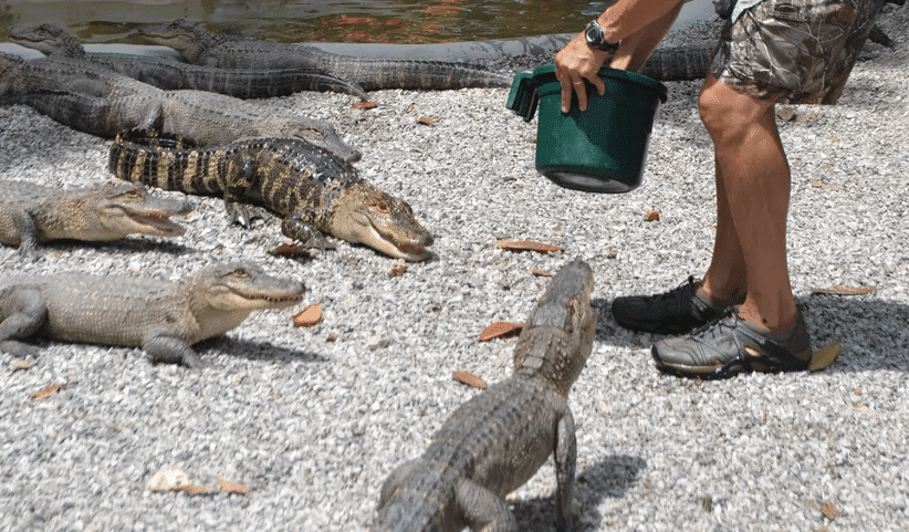 Arkansas Alligator Farm and Petting Zoo