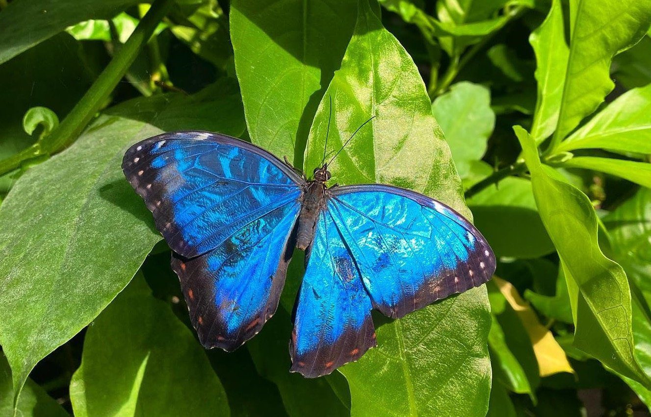 Butterfly Pavilion