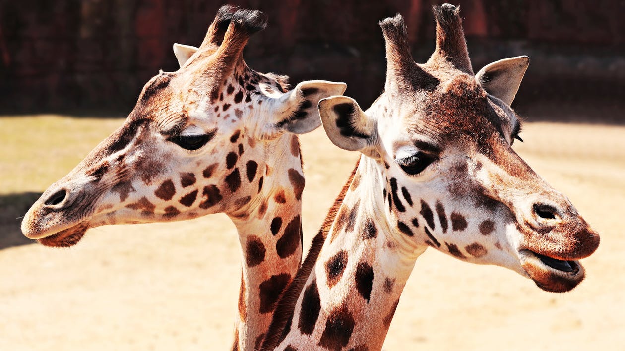 Cheyenne Mountain Zoo