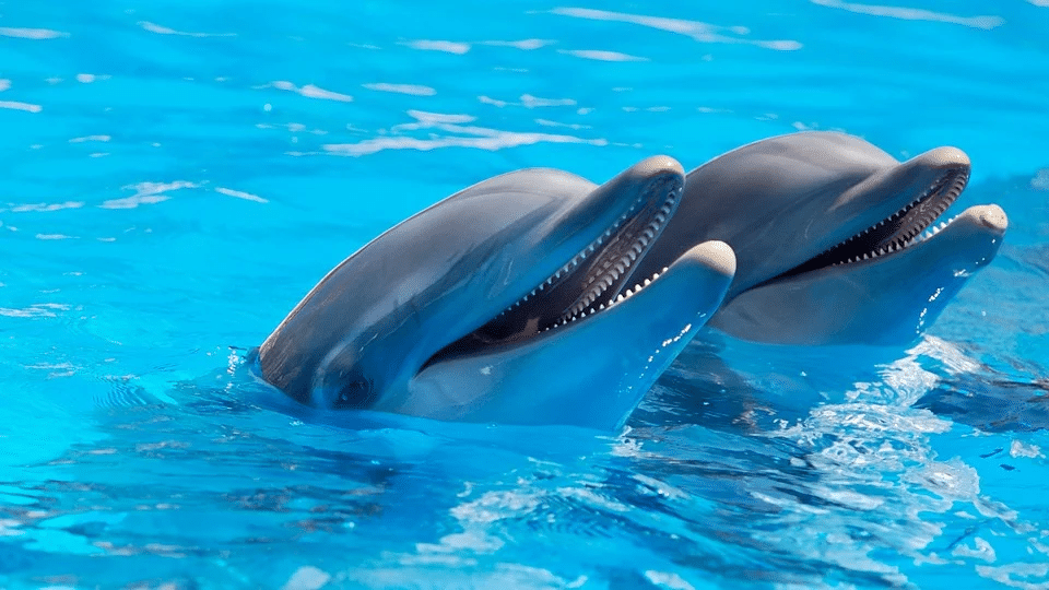 Dolphinaris Arizona