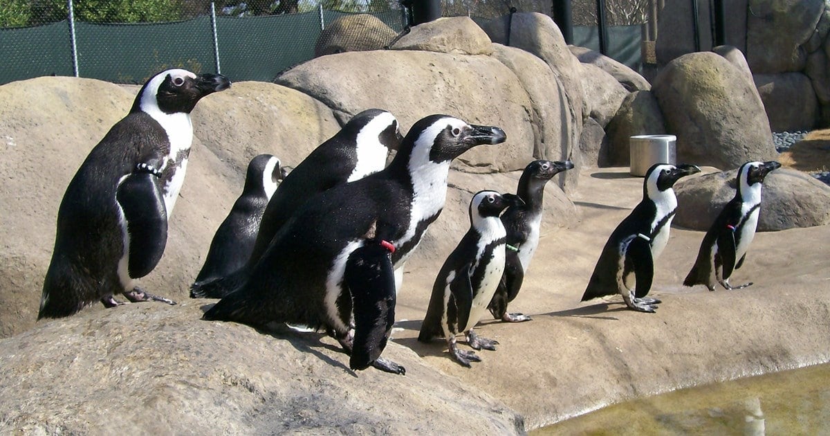 Little Rock Zoo