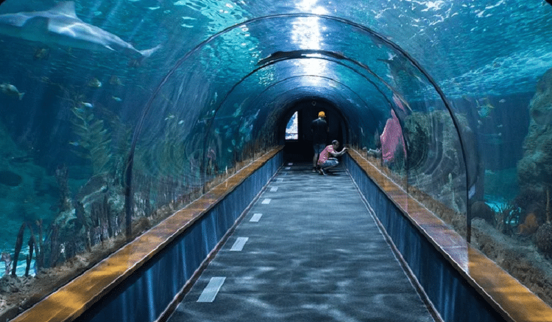 OdySea Aquarium