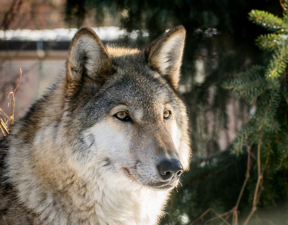 Wolves Offered Life and Friendship Sanctuary