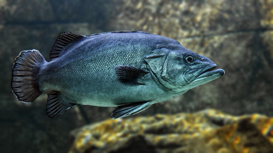 National Park Aquarium