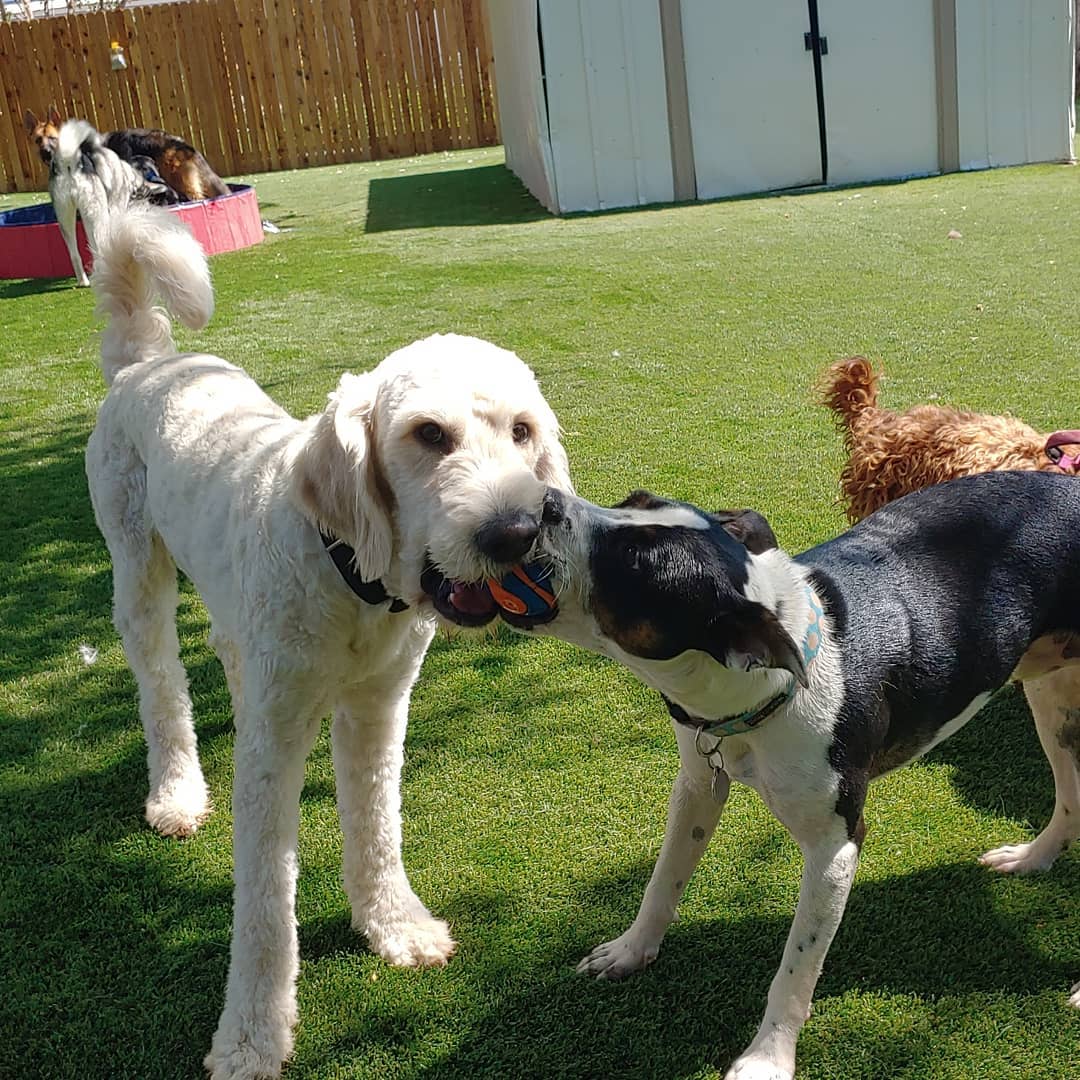 Dog Sitting Rover Dogs Fighting Over Ball