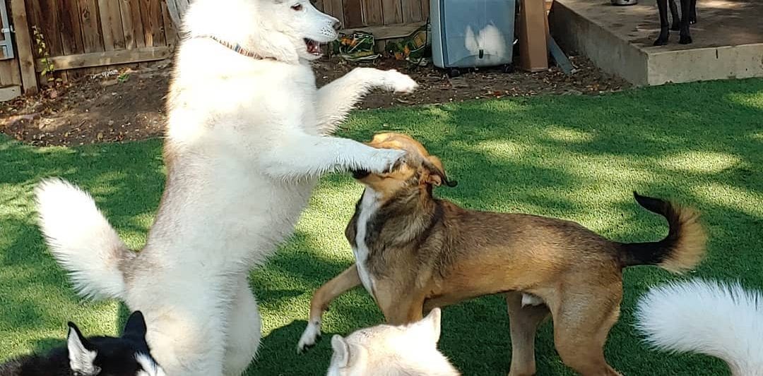Rover Husky Standing on Two Feet Playing with Other Dogs