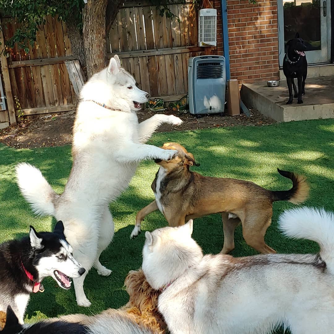 Rover Husky Standing on Two Feet Playing with Other Dogs