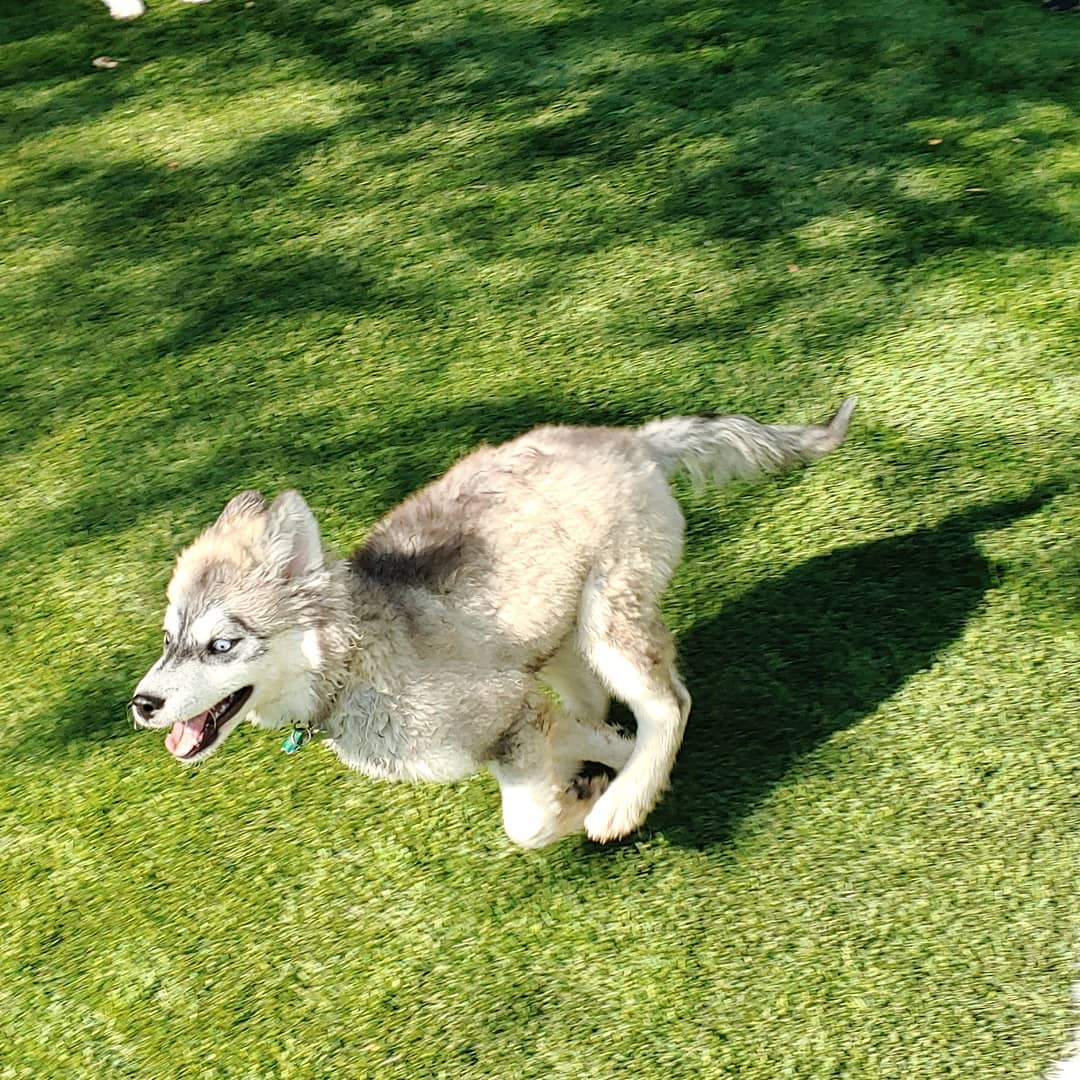 Rover dog sitting husky puppy