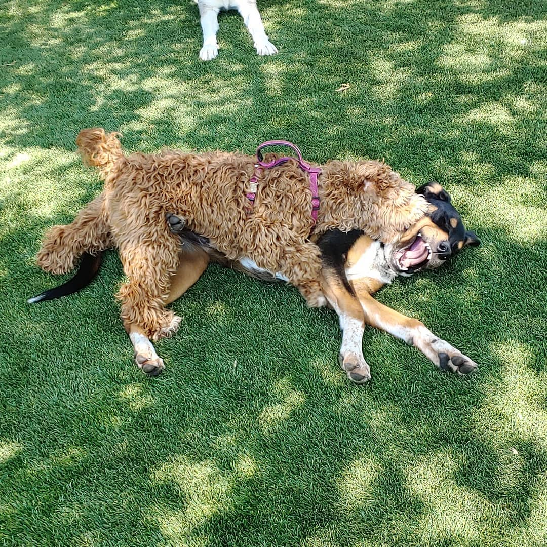 Rover Dog Sitting Shaggy Dog Wrestling with Rottweiler 