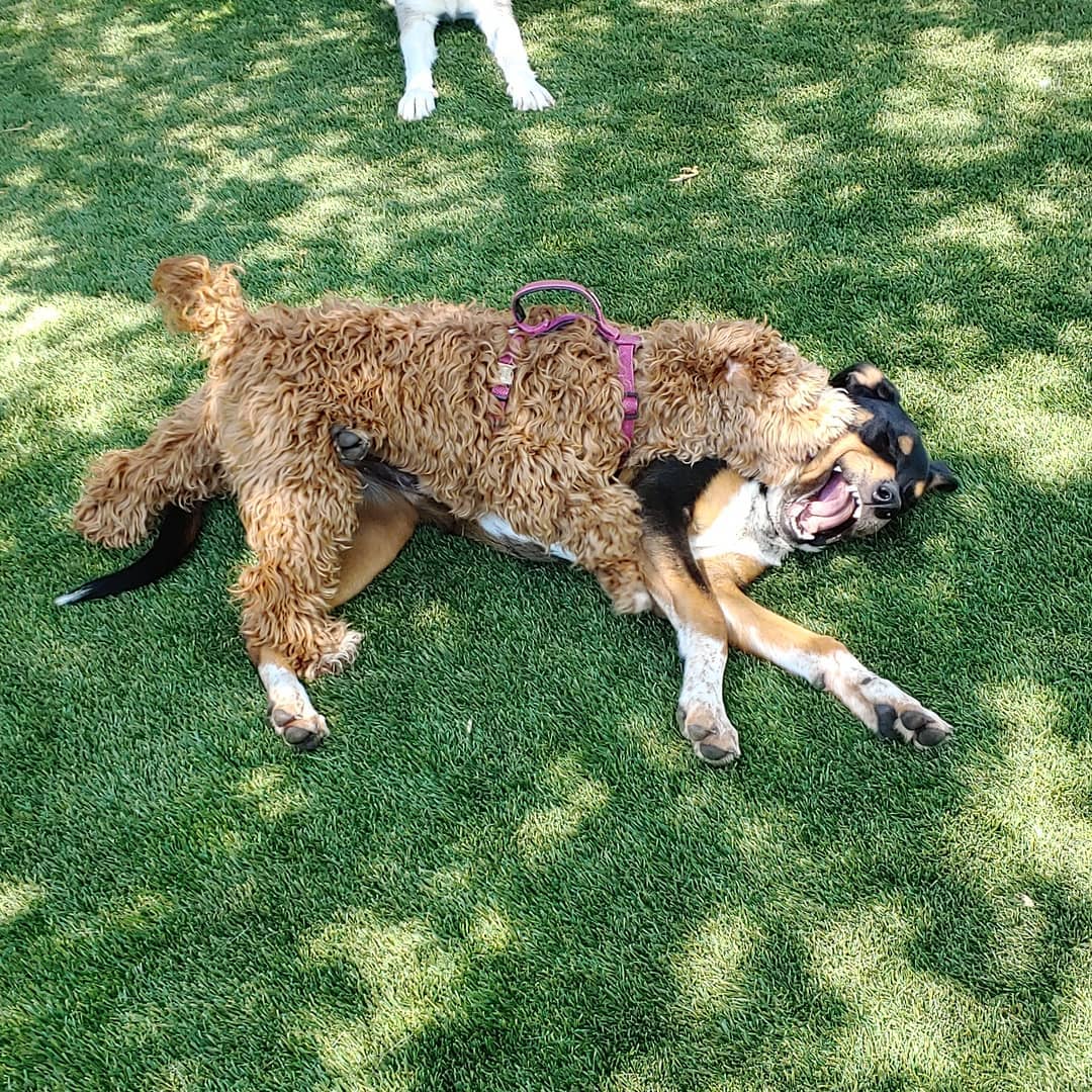 Rover Dog Sitting Shaggy Dog Wrestling with Rottweiler