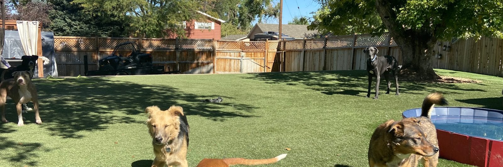 Rover Dog Sitting Backyard Denver Colorado