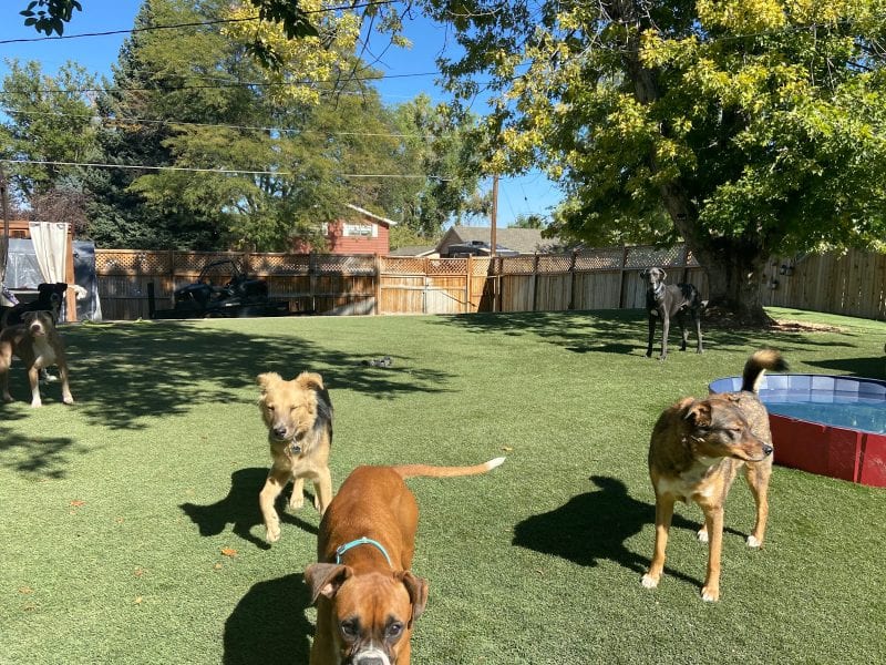 Rover Dog Sitting Backyard Denver Colorado