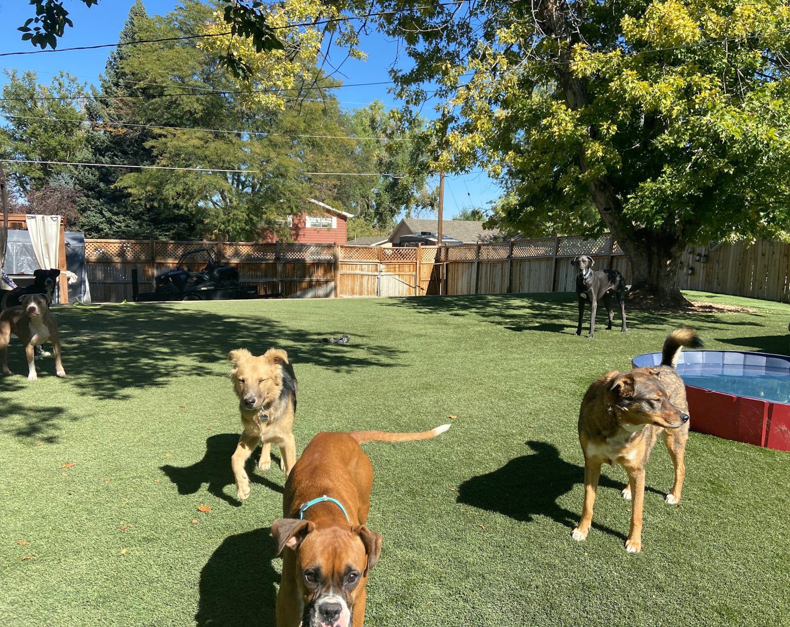 Rover Dog Sitting Backyard Denver Colorado