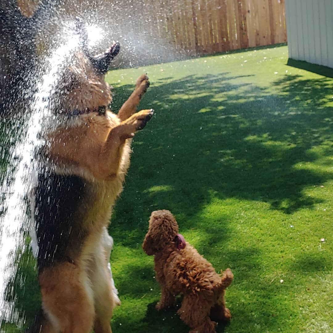 German Shepherd Drinking From Hose on Two Feet during Rover Dog Sitting