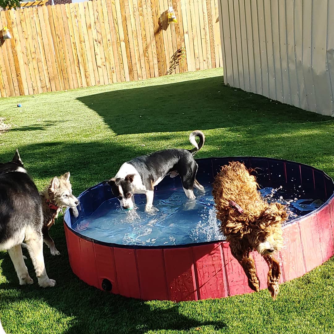 Rover Dog Sitting Playing in Small Pool