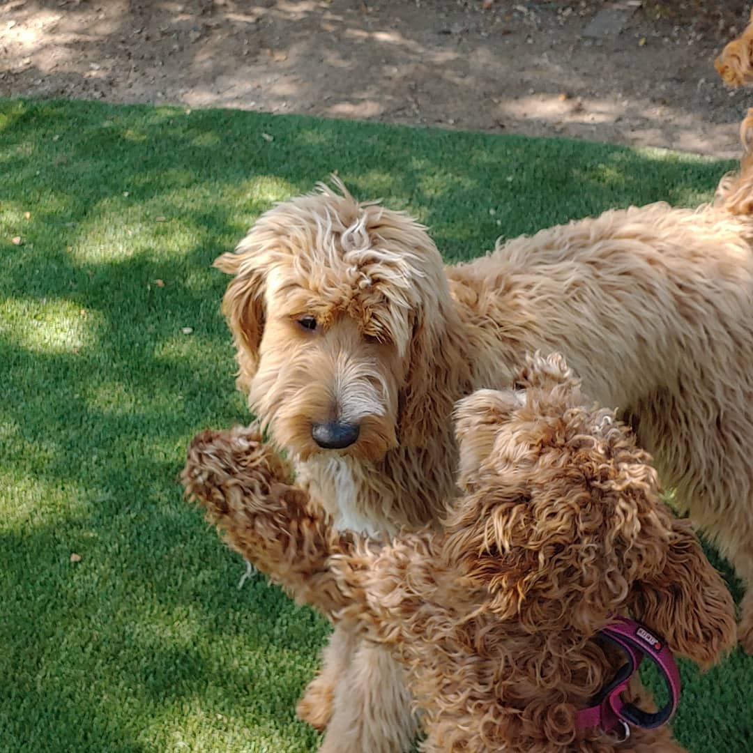 Rover Shaggy Dogs Playing