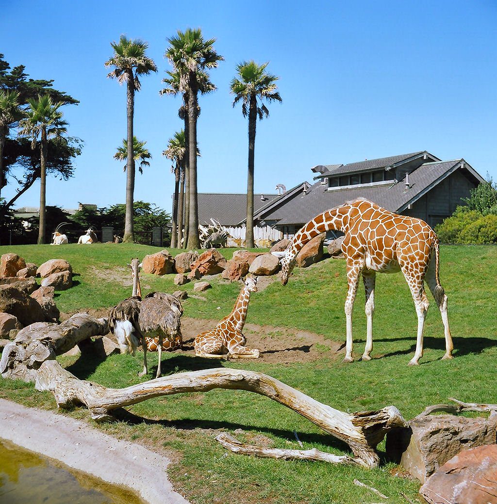 San Francisco Zoo, California