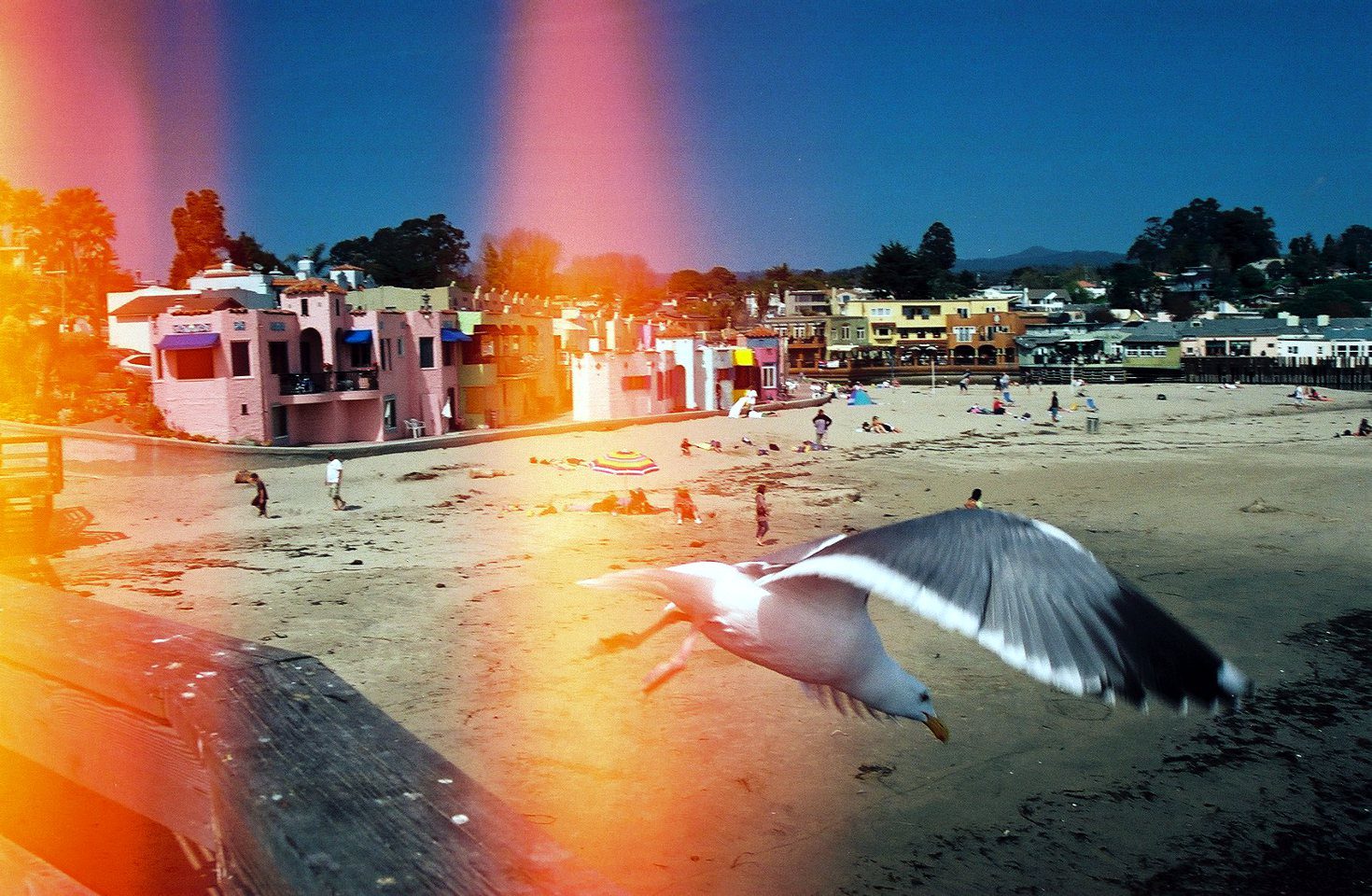 Capitola Beach California Seagull