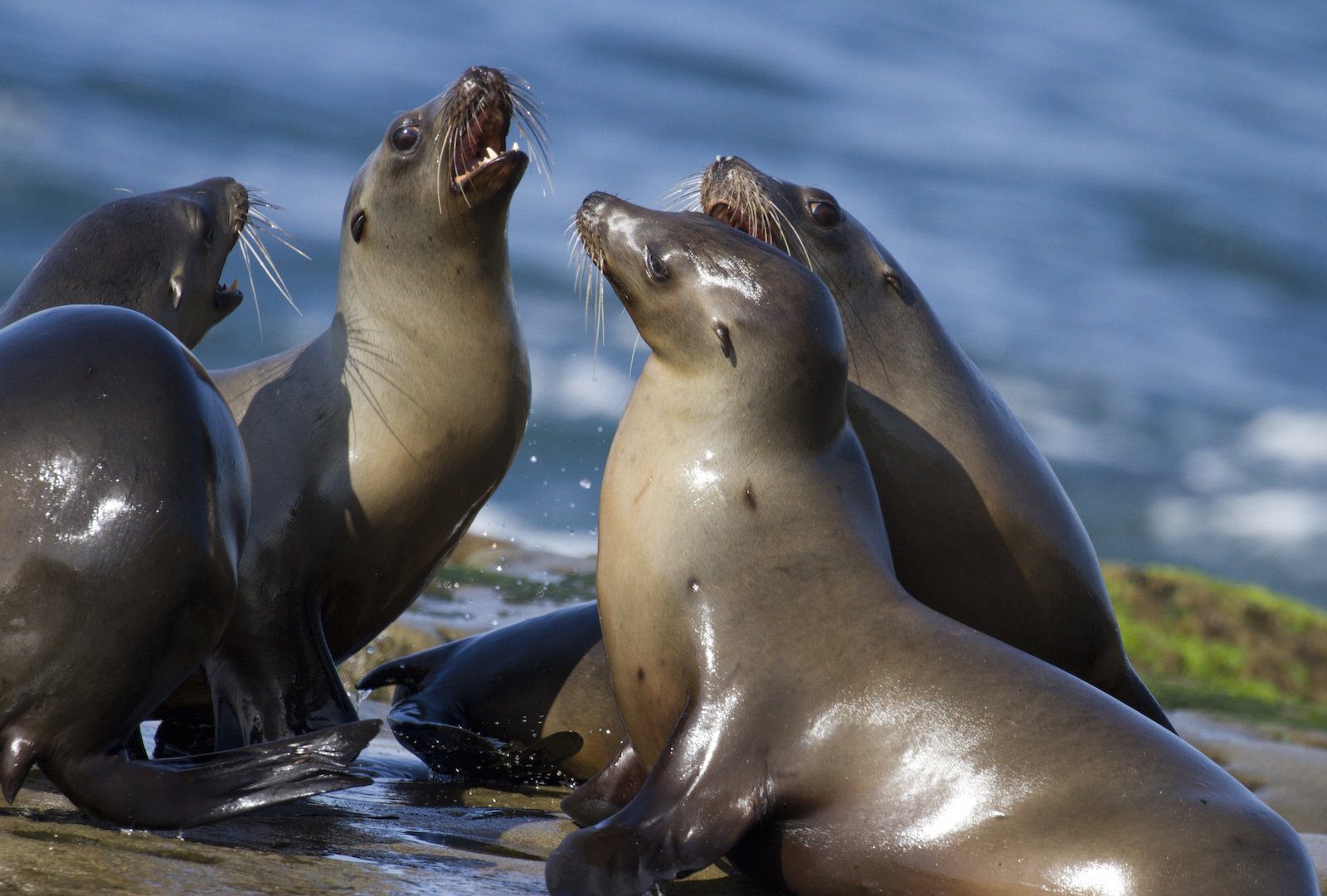 La Jolla Cove California Seals