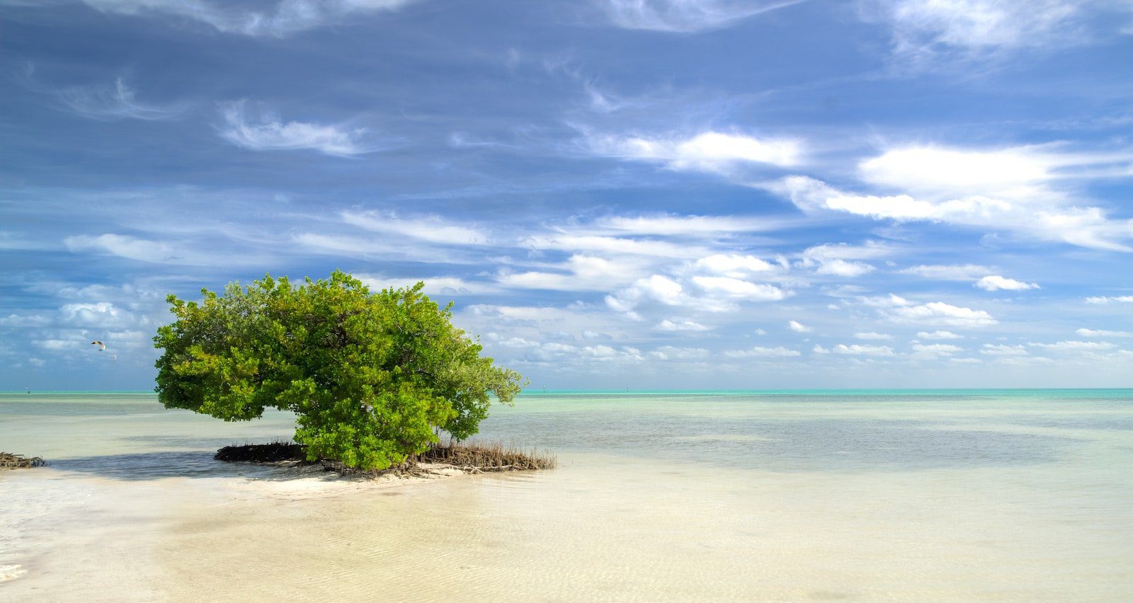 Image of a tree growing on the watery beach at Anne’s Beach, Florida