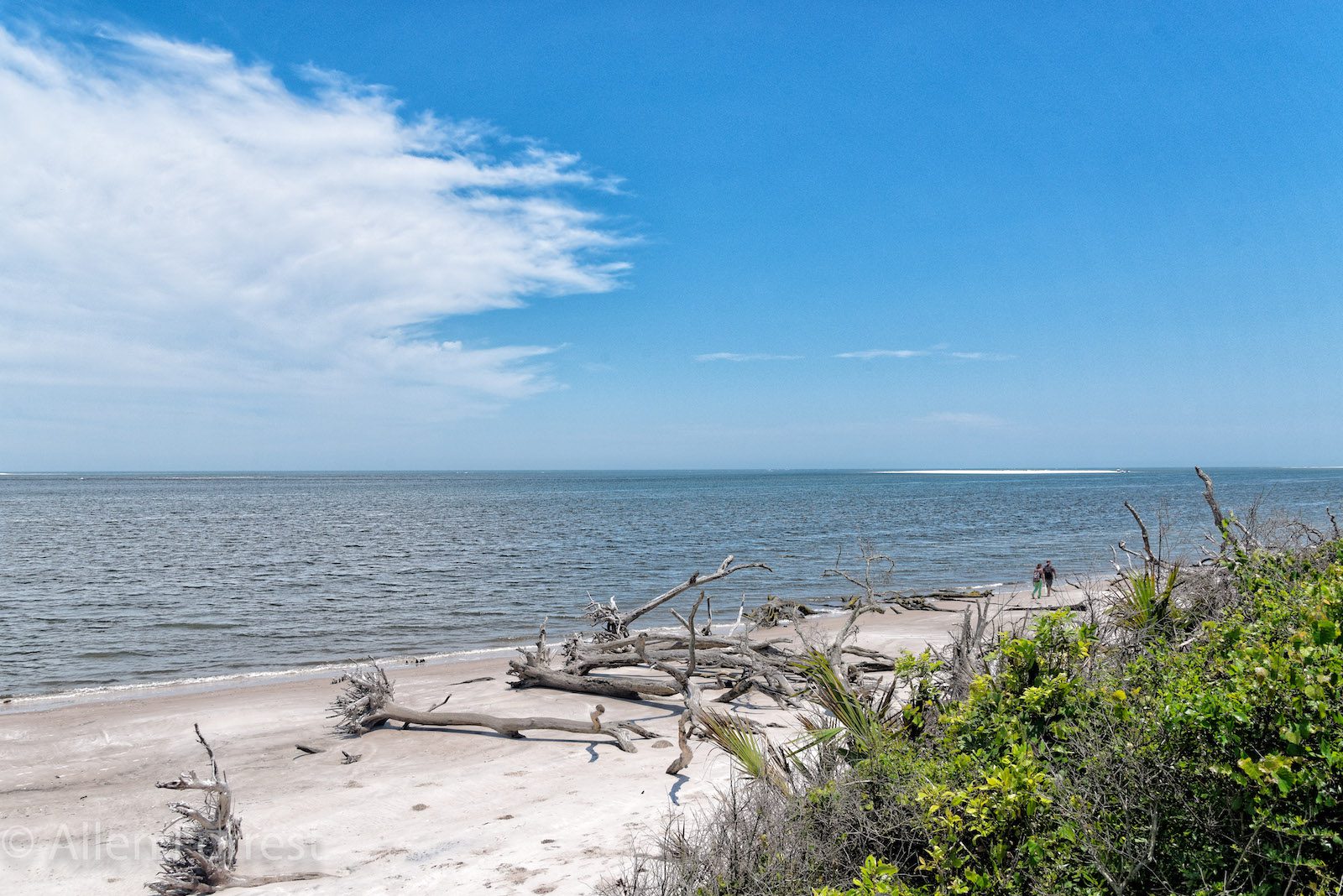 Image of driftwood at Big Talbot State Park, Florida