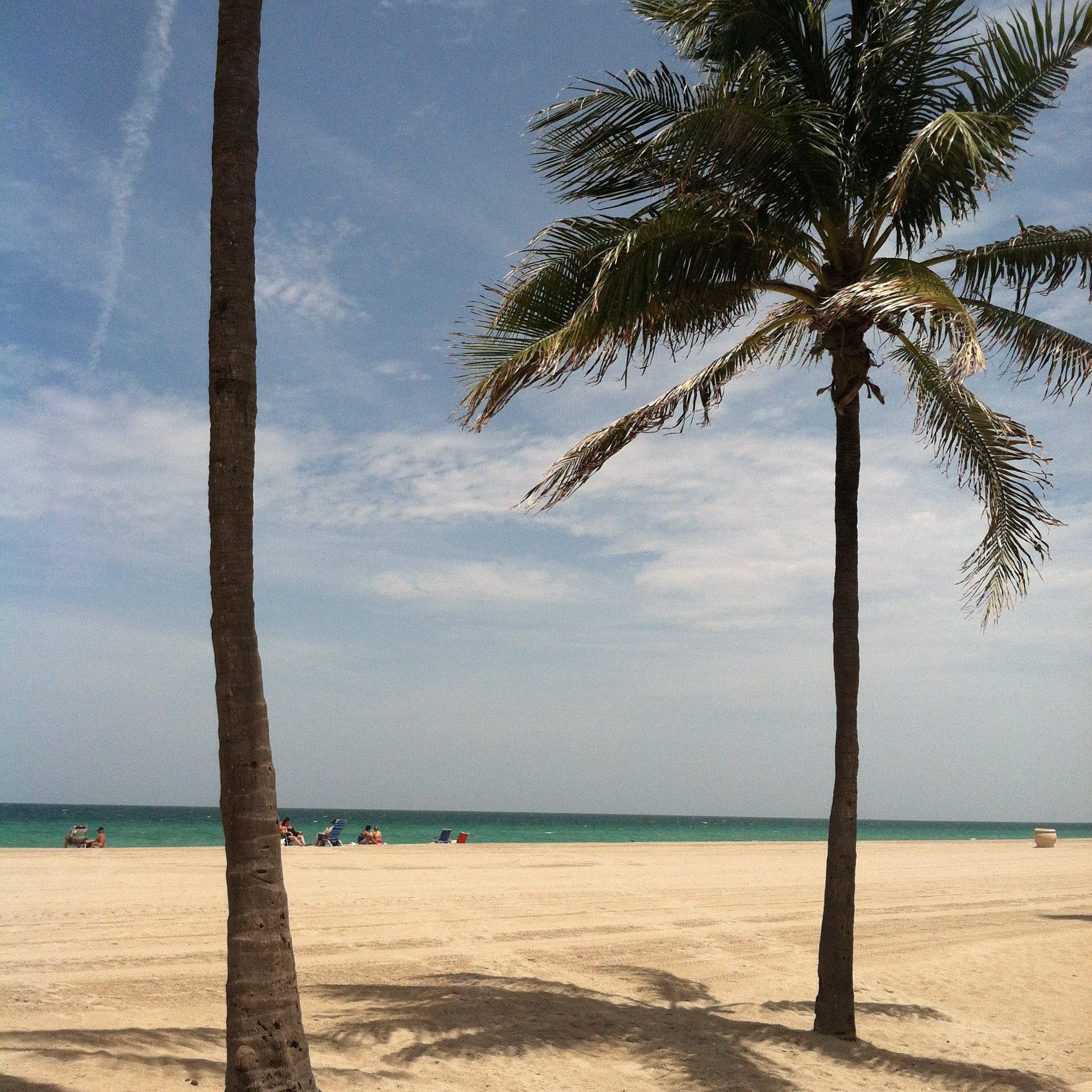 Florida Keys Beach Palm Trees