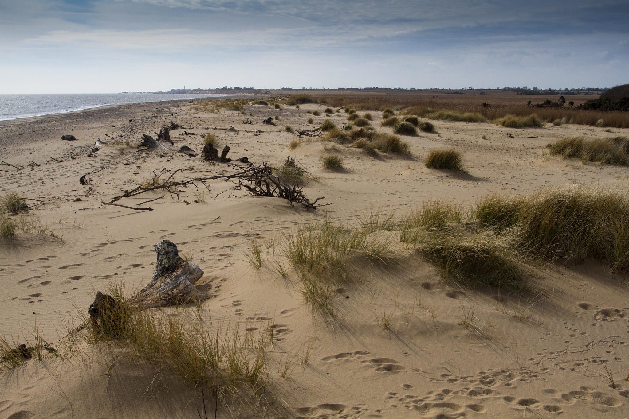 Dune grass and sand dunes at Broad Beach 