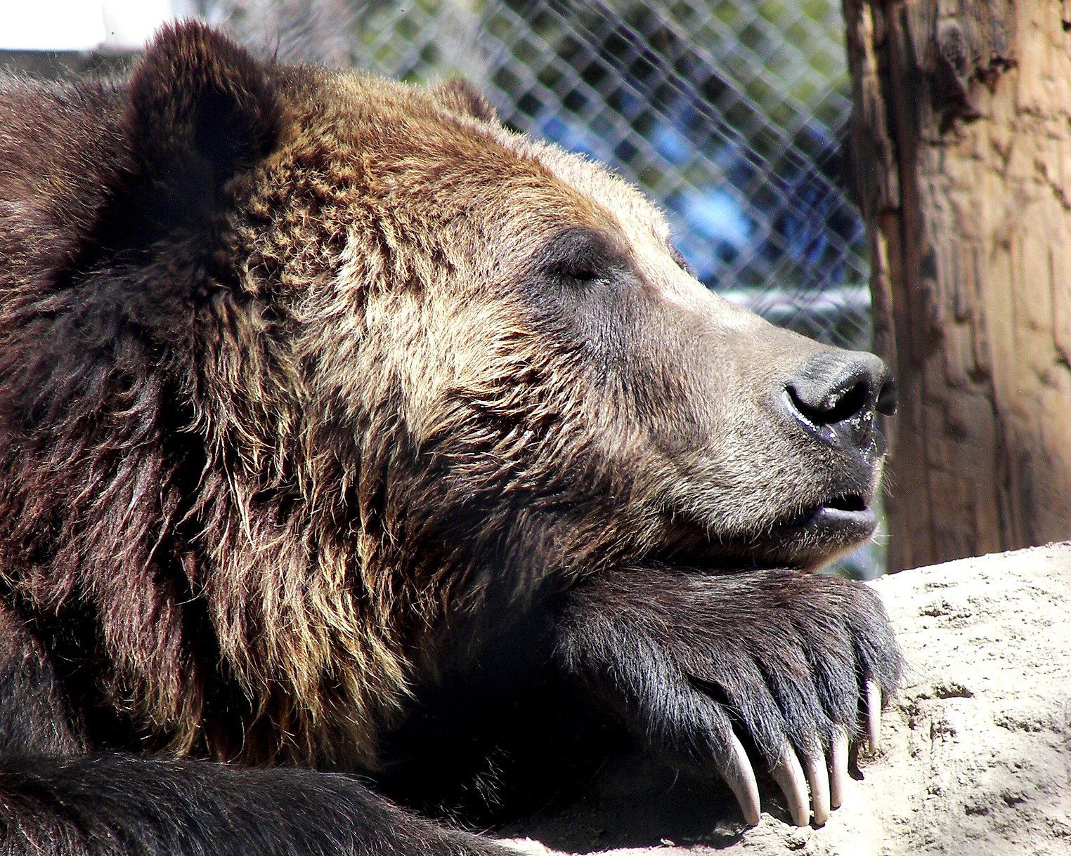 Big Bear Alpine Zoo