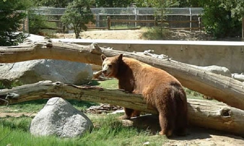 California Living Museum