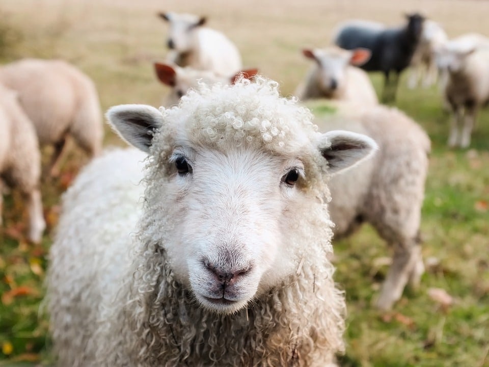 Farm Sanctuary's Animal Acres