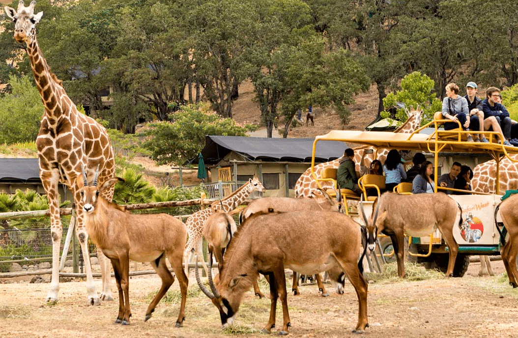 Safari West