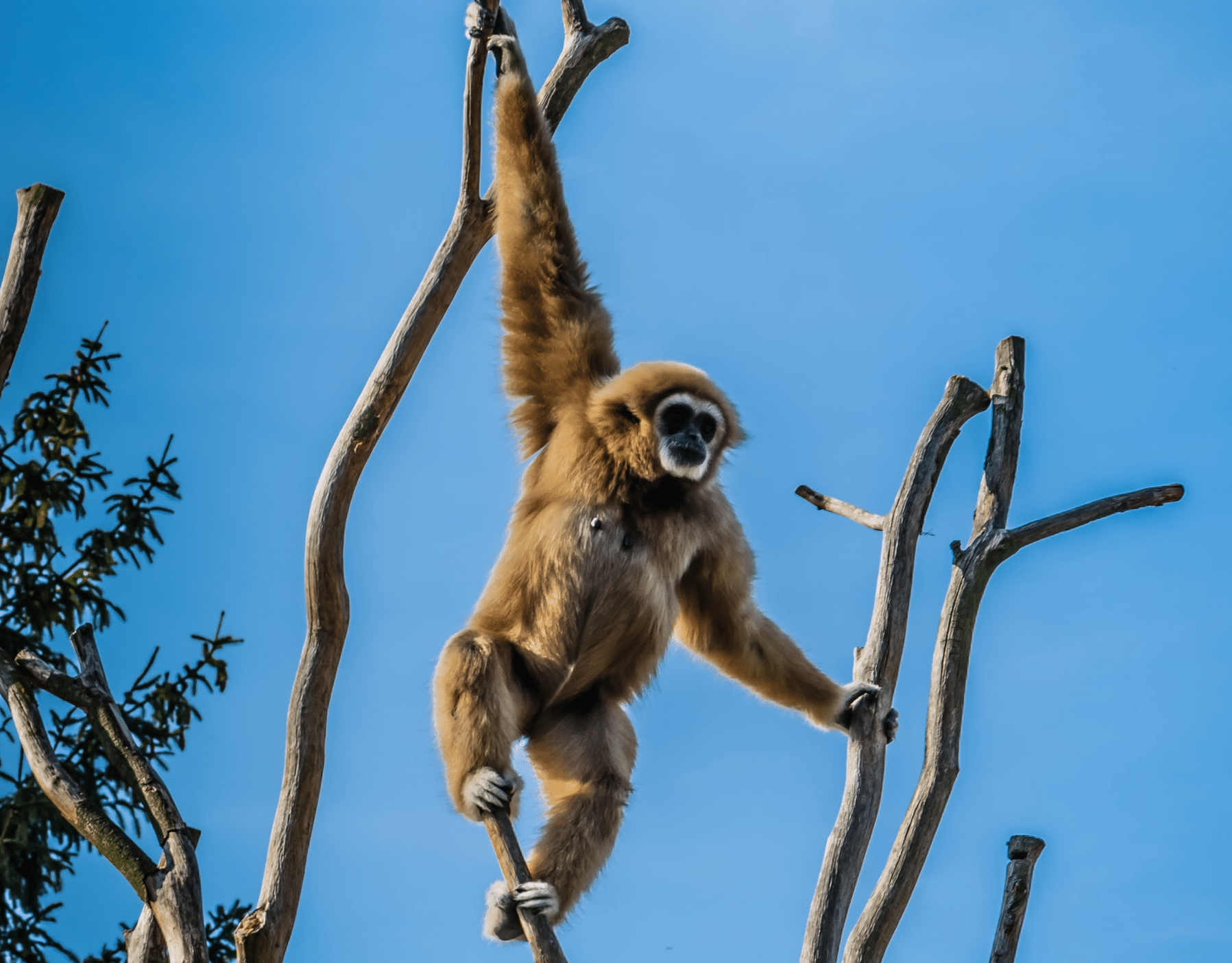 San Diego Zoo