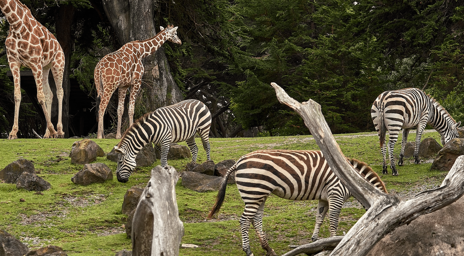 San Francisco Zoo