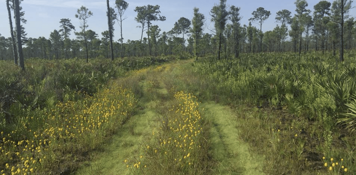 Pine Island East Loop Trail