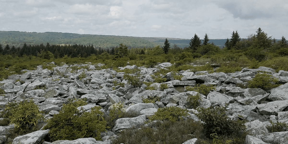 Dolly Sods Wilderness