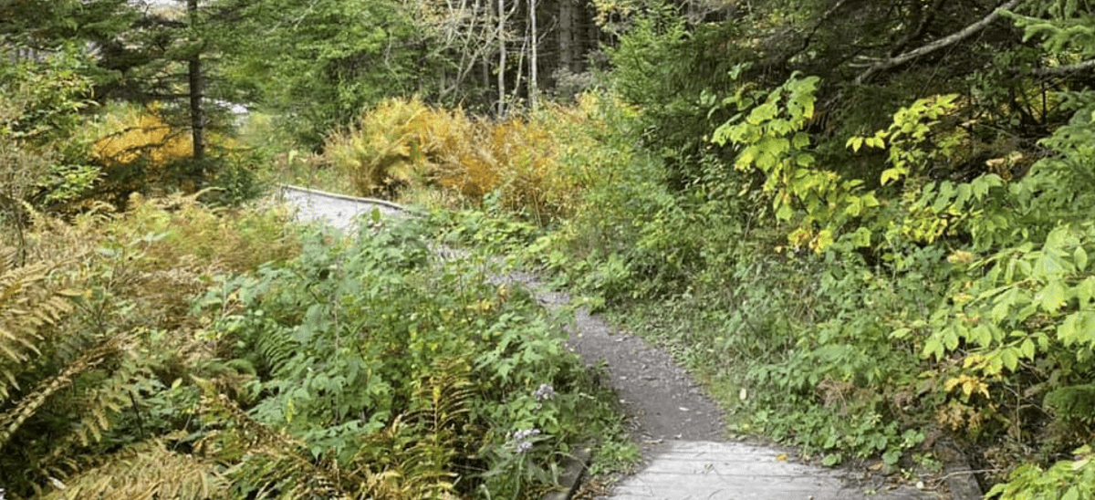 Spruce Knob Lake Trail