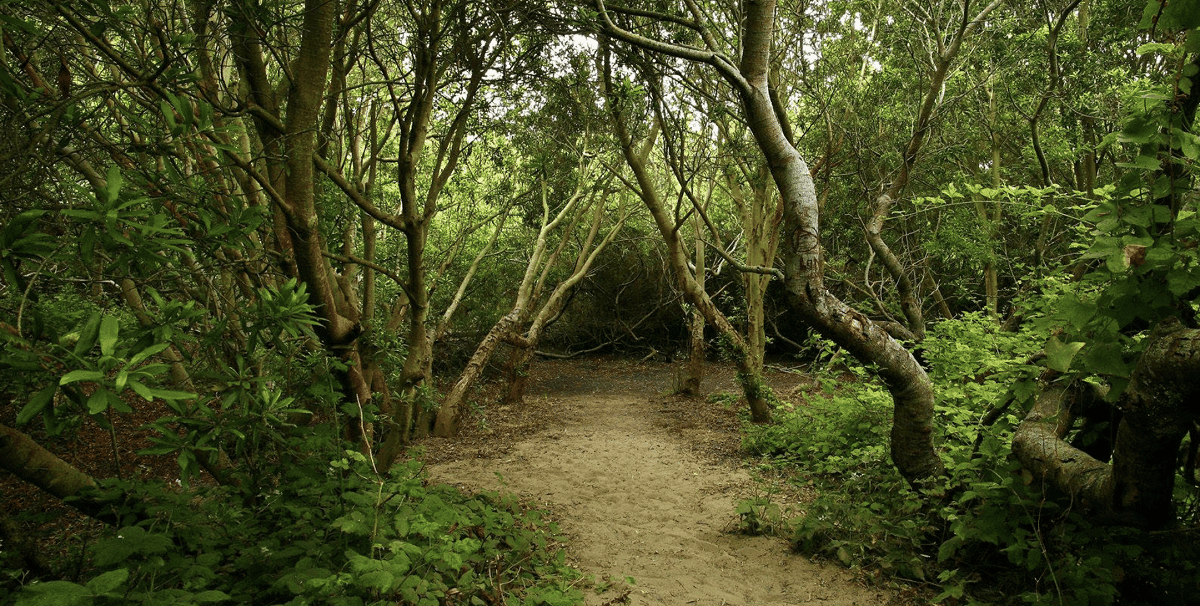 California Woods Trail