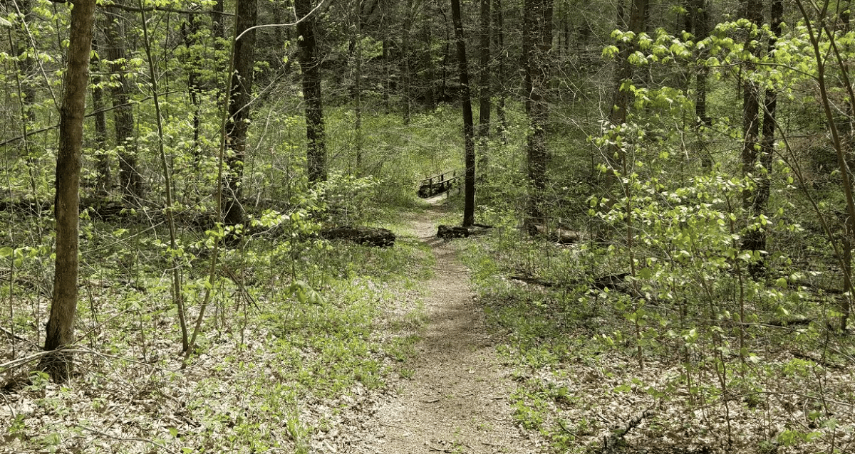 Trout Lily Trail