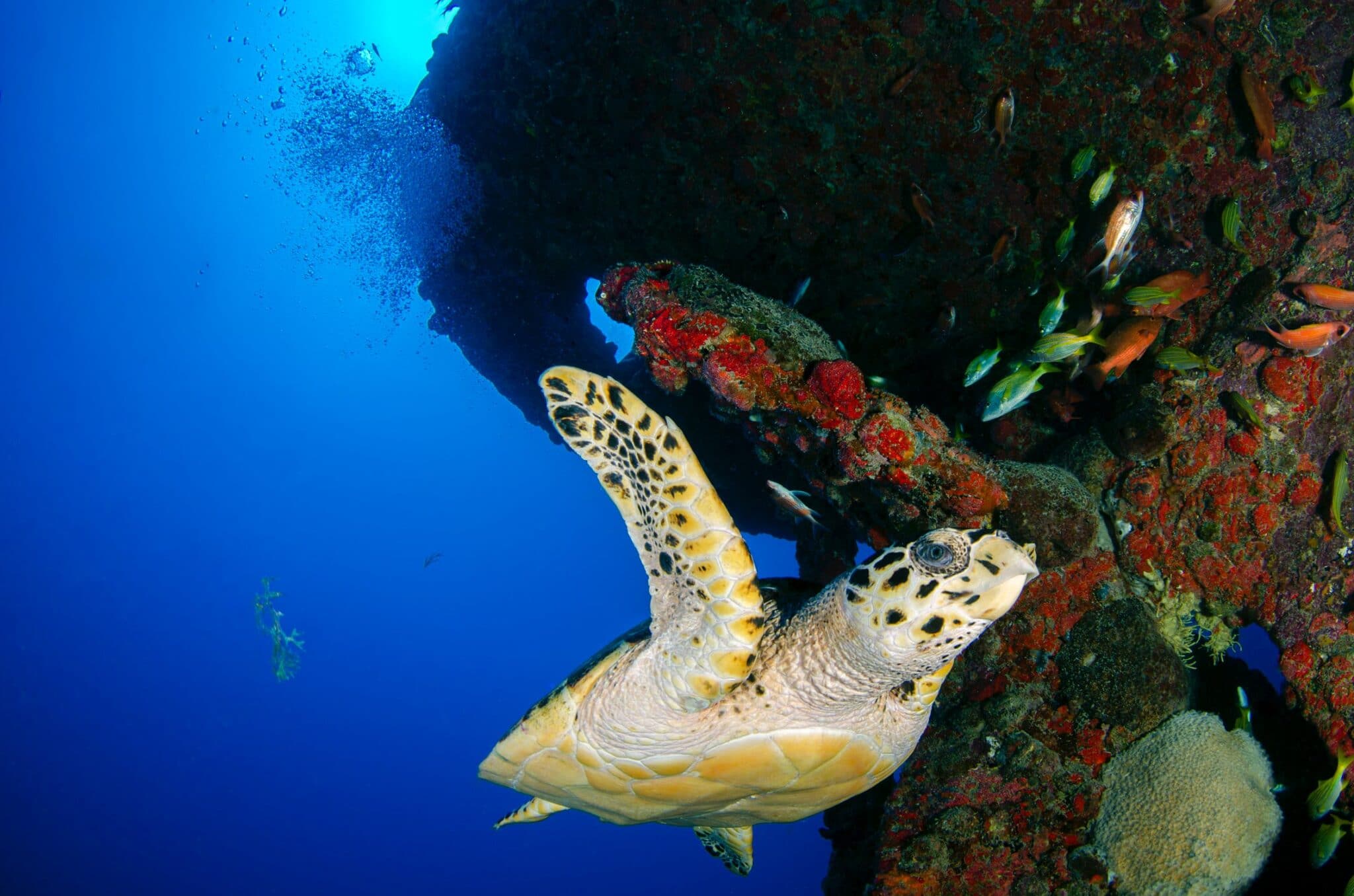 Aquariums In New York